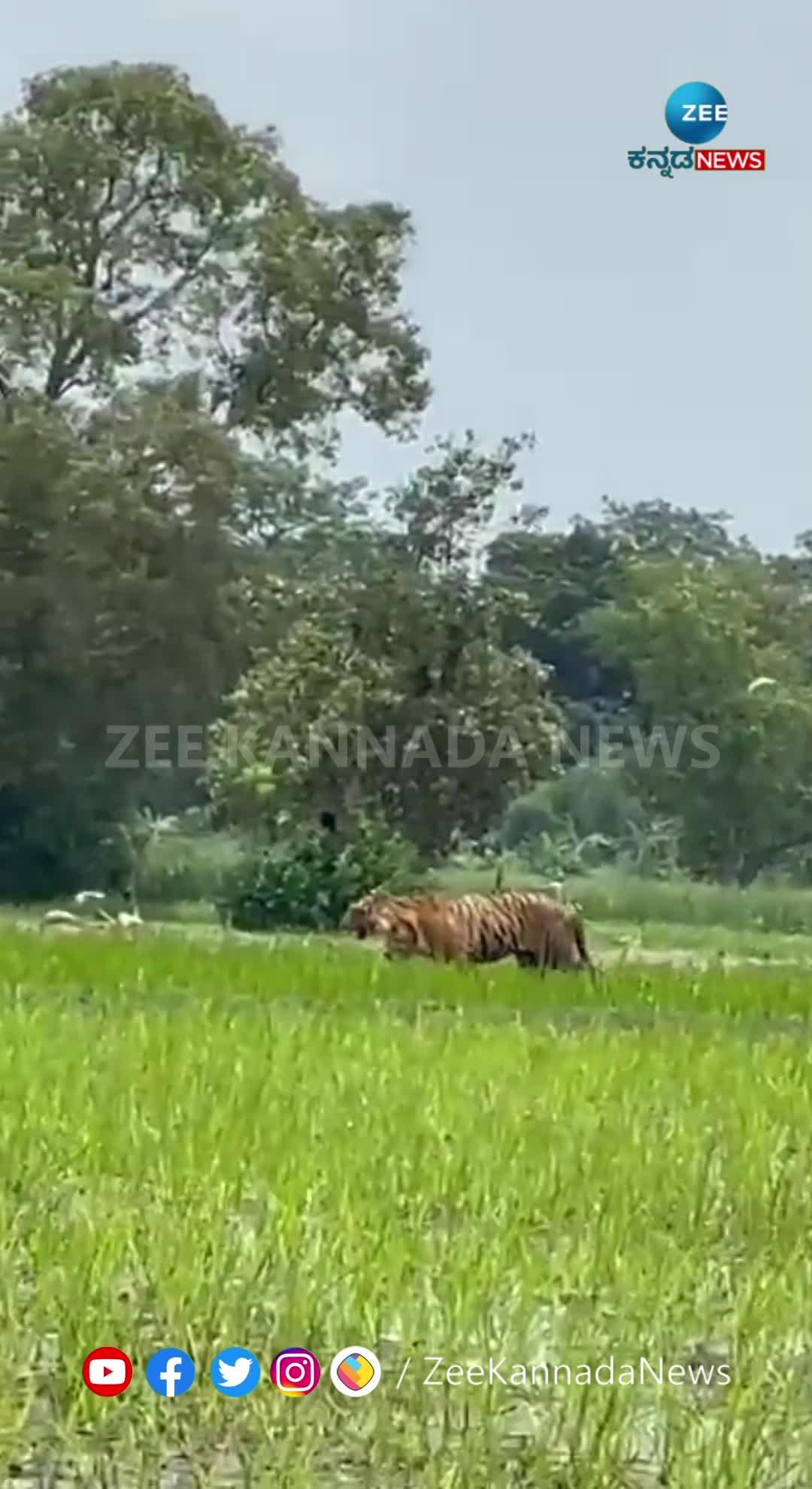 ಹೊಲದಲ್ಲಿ ರೈತ ಕೆಲಸ ಮಾಡುವಾಗಲೇ ಪ್ರತ್ಯಕ್ಷವಾದ ಹುಲಿರಾಯ