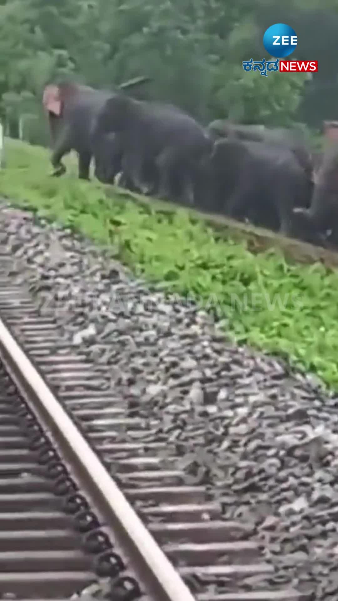 group of elephant crossing railway track viral video