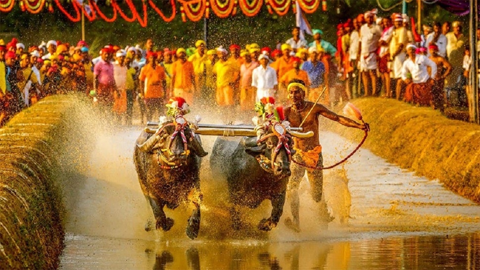 Kambala in Bengaluru for the first time in history: Palace grounds witness  to coastal elegance| ಇತಿಹಾಸದಲ್ಲೇ ಮೊದಲ ಬಾರಿಗೆ ಬೆಂಗಳೂರಿನಲ್ಲಿ 'ಕಂಬಳ': ಕರಾವಳಿ  ಸೊಬಗಿಗೆ ಅರಮನೆ ಮೈದಾನ ಸಾಕ್ಷಿ|ಅಲೆ ...