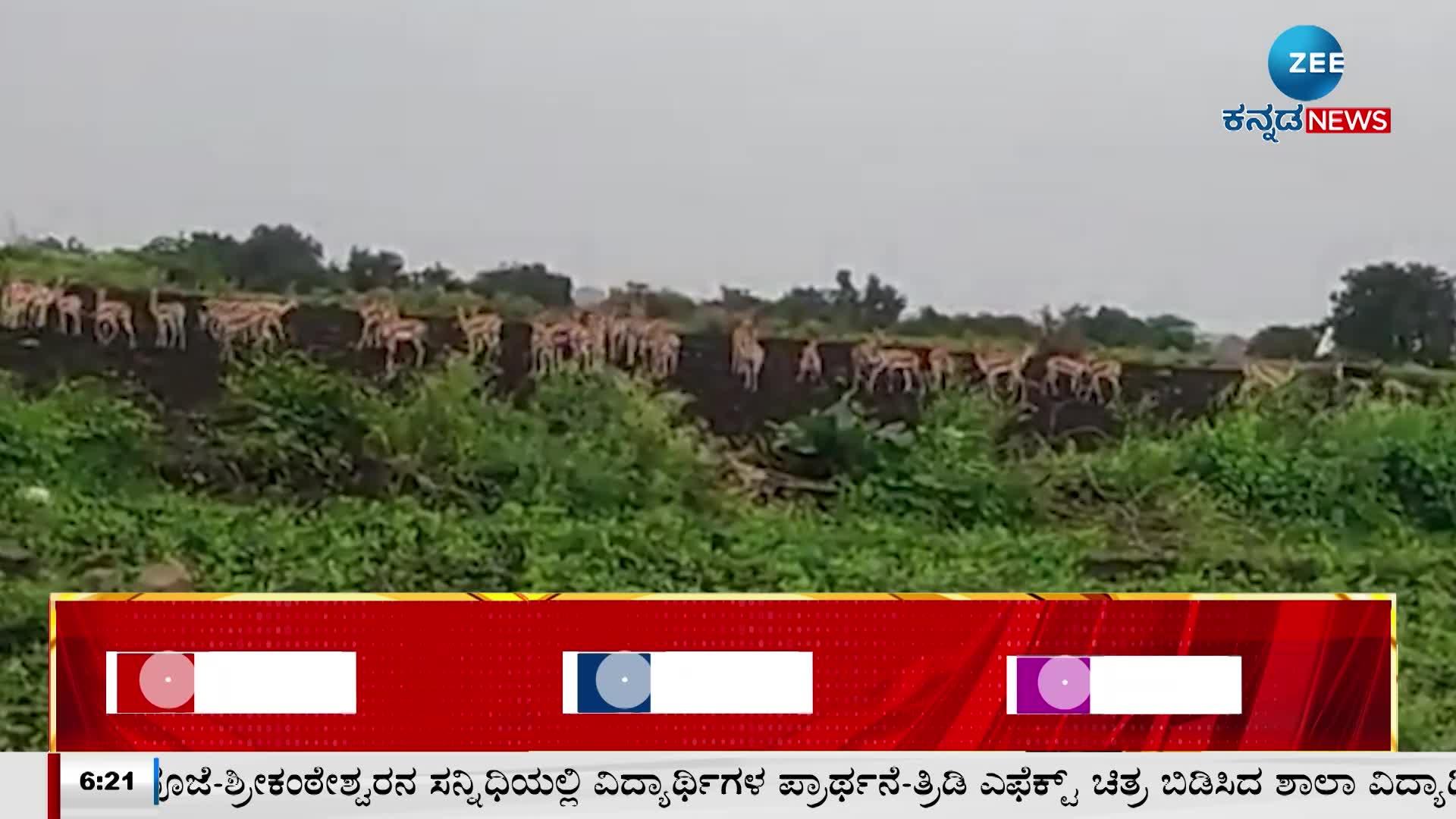 ಜಿಂಕೆಗಳ ಗುಂಪು ರೈತರ ಗದ್ದೆಗಳಿಗೆ ನುಗ್ಗಿ ಬೆಳೆಗಳು ನಾಶ..! 