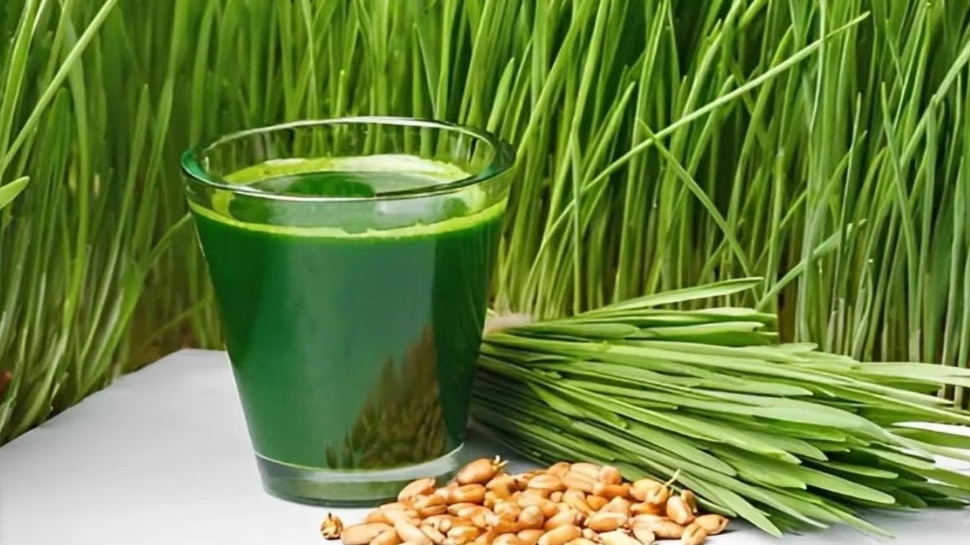 Wheat Grass Juice Health Benefits ಗೋಧಿ ಹುಲ್ಲಿನ ಜ್ಯೂಸ್‌ ಆರೋಗ್ಯ ಪ್ರಯೋಜನಗಳು Health News in Kannada
