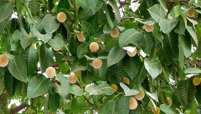 Tree Kada these tree leaves are rich in anti diabetic factors | ಆ್ಯಂಟಿ-ಡೈಬಿಟಿಕ್ ...