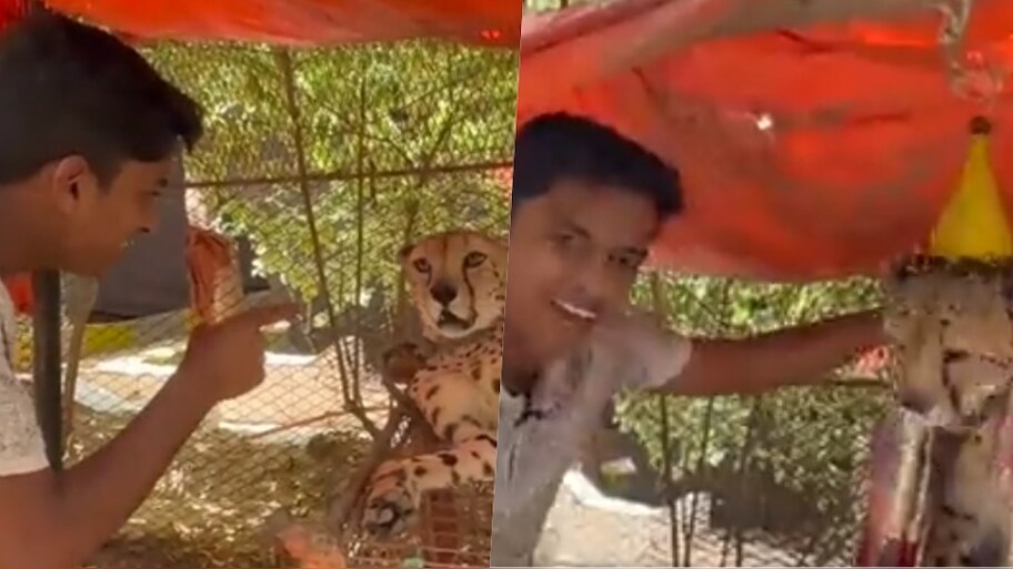 Dr Bro: Dr. who honored the leopard with a shawl and crown Bro..video ...