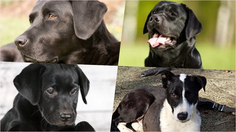 About dog in kannada discount