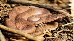 Venomous snake: ಜಗತ್ತಿನಲ್ಲಿರುವ 5 ಅತ್ಯಂತ ವಿಷಕಾರಿ ಹಾವುಗಳು, ಕಚ್ಚಿದರೆ ಸಾವು ಖಚಿತ!