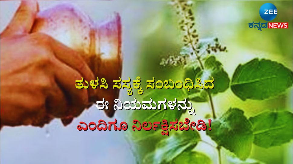 Pay special attention to these things while planting a basil plant Tulsi Plant At Home ತುಳಸಿ