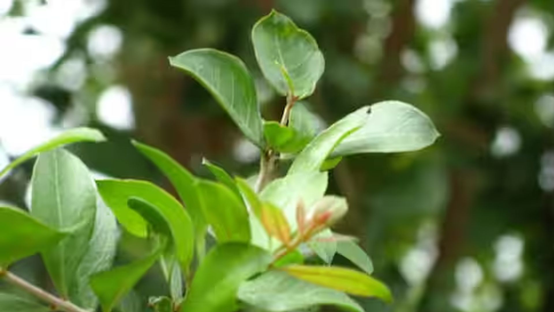 Do not plant this one plant at home. ಅಪ್ಪಿತಪ್ಪಿಯೂ ಮನೆಯಲ್ಲಿ ಈ ಒಂದು ಗಿಡ