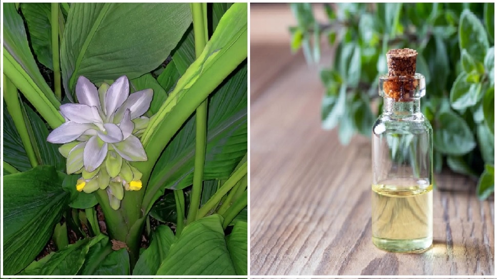 Turmeric and Coconut Oil Benefits for White Hair and Hair Growth