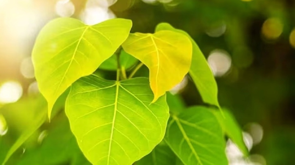 peepal tree health benefits in kannada ದೇವರಂತೆ ಪೂಜಿಸುವ ಅರಳಿ ಮರದಲ್ಲಿ