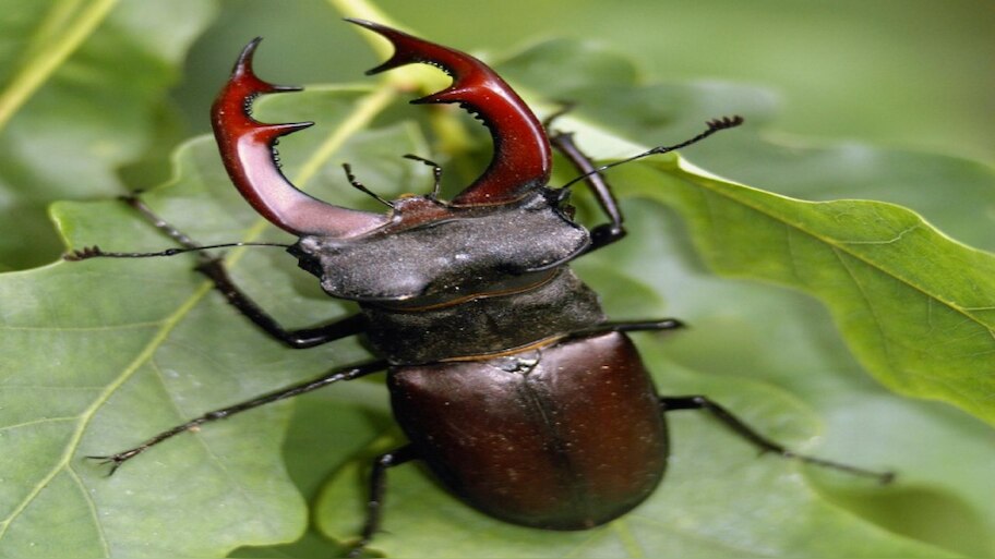 most expensive insect on earth stag beetle | ಕಸದ ರಾಶಿಯಲ್ಲಿಯೇ ಬಿದ್ದಿರುವ ...
