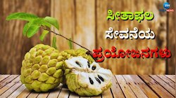 ಕಸ್ಟರ್ಡ್ ಆಪಲ್  ಸೇವನೆಯಿಂದ ಆರೋಗ್ಯಕ್ಕಿದೆ ಇಷ್ಟೆಲ್ಲಾ ಪ್ರಯೋಜನ 