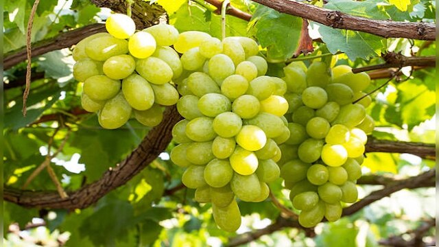 Green grapes health benefits | ದ್ರಾಕ್ಷಿ ಆರೋಗ್ಯ ಪ್ರಯೋಜನಗಳು News in Kannada