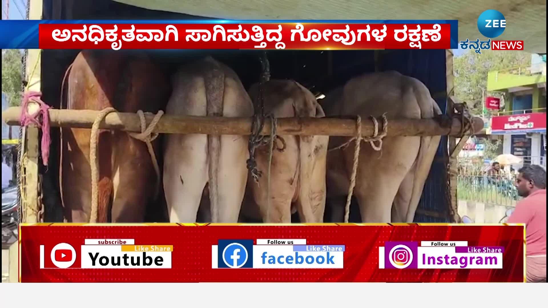 Protection of illegally transported cows 