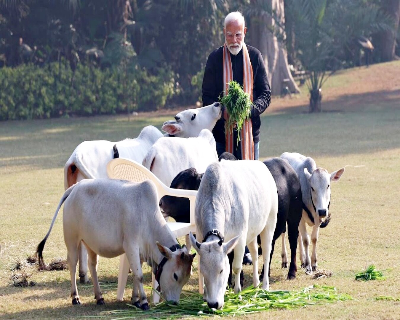 Modi fed cows on Makar Sankranti | ಮಕರ ಸಂಕ್ರಾಂತಿ ಪ್ರಯುಕ್ತ ಗೋವುಗಳಿಗೆ ...