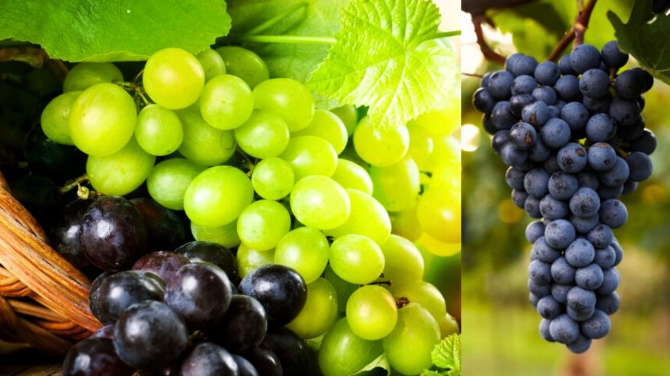 Why are black grapes more expensive than green grapes? ಈ ಬಗ್ಗೆ ಎಂದಾದರೂ