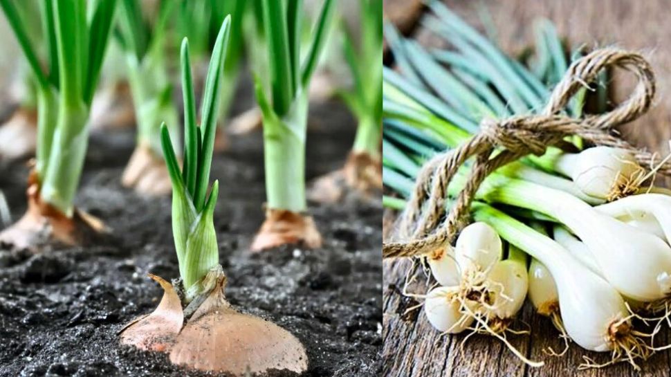 Spring Onions Benefits There are many benefits of onion stem..ಈರುಳ್ಳಿ