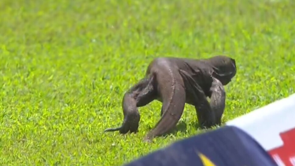 viral video sl vs ban test match komodo dragon enters field in live