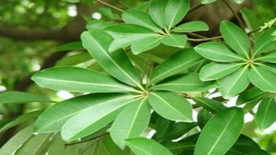 saptaparni health benefits from snake bite to cancer and malaria this ...