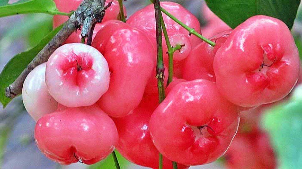 Rose apple fruit juice health benefits in kannada ʼರೋಸ್ ಆಪಲ್ ಜ್ಯೂಸ್ʼ