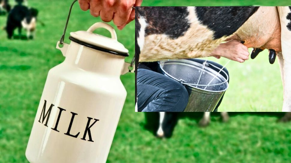 Why is cow's milk yellow? Why not white like buffalo milk? Here's the