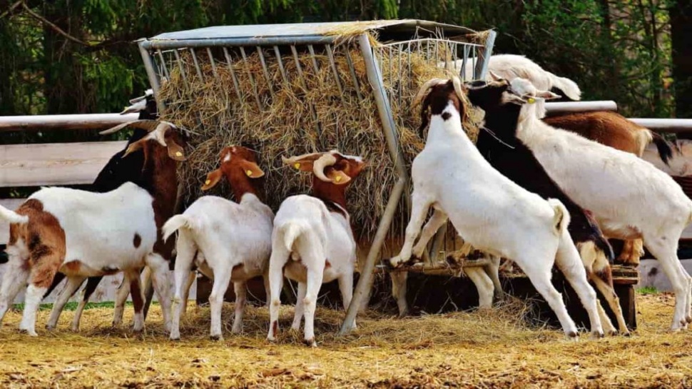 Goat Bank : ಏನಿದು ಪ್ರಧಾನಿ ಮೋದಿ ಪ್ರಸ್ತಾಪಿಸಿದ ಗೋಟ್ ಬ್ಯಾಂಕ್ ಯೋಜನೆ? ಹೇಗೆ ಕಾರ್ಯ ನಿರ್ವಹಿಸುತ್ತದೆ ? Goat Bank : ಏನಿದು ಪ್ರಧಾನಿ ಮೋದಿ ಪ್ರಸ್ತಾಪಿಸಿದ ಗೋಟ್ ಬ್ಯಾಂಕ್ ಯೋಜನೆ? ಹೇಗೆ ಕಾರ್ಯ ನಿರ್ವಹಿಸುತ್ತದೆ ?