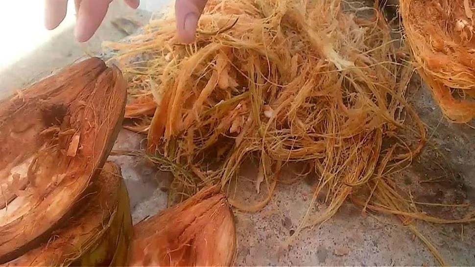 Health Benefits Of Coconut Husk coconut peel uses and benefits check