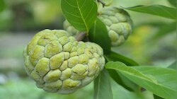 ವಾರದಲ್ಲಿ 3 ಸೀತಾಫಲ ಹಣ್ಣು ತಿನ್ನಿ… ಈ ಕಾಯಿಲೆಗಳಿಂದ ಸಿಗುತ್ತೆ ಪರ್ಮನೆಂಟ್ ರಿಲೀಫ್ 