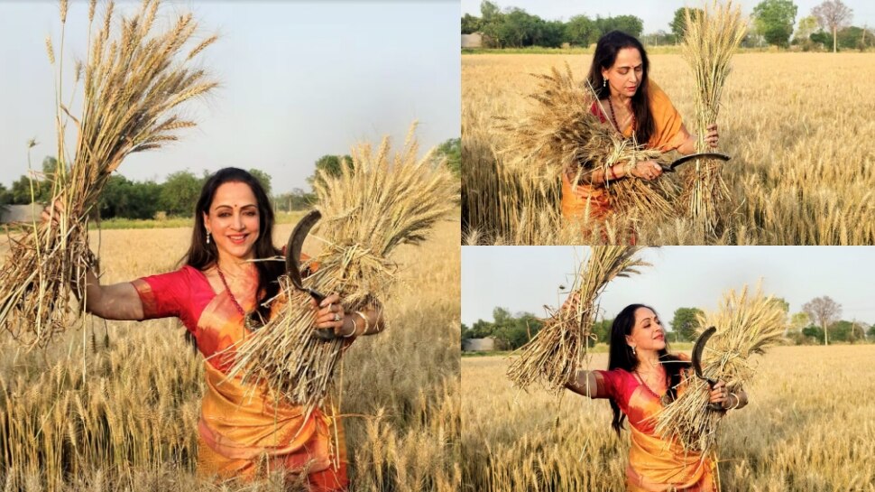 Hema Malini: ಚುನಾವಣೆ ಹತ್ತಿರವಾಗುತ್ತಿದ್ದಂತೆ ಸುಡುಬಿಸಿಲಿನಲ್ಲಿ ಗದ್ದೆಗಿಳಿದು ಬೆಳೆ ಕತ್ತರಿಸಿದ ಹೇಮಾ ಮಾಲಿನಿ! 