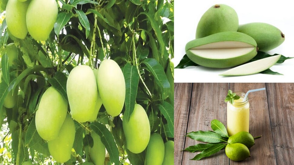 raw mango benefits ಈ ರೋಗಗಳು ಬುಡದಿಂದಲೇ ಗುಣವಾಗಬೇಕಾದರೆ ಹಣ್ಣಲ್ಲ, ಮಾವಿನಕಾಯಿ