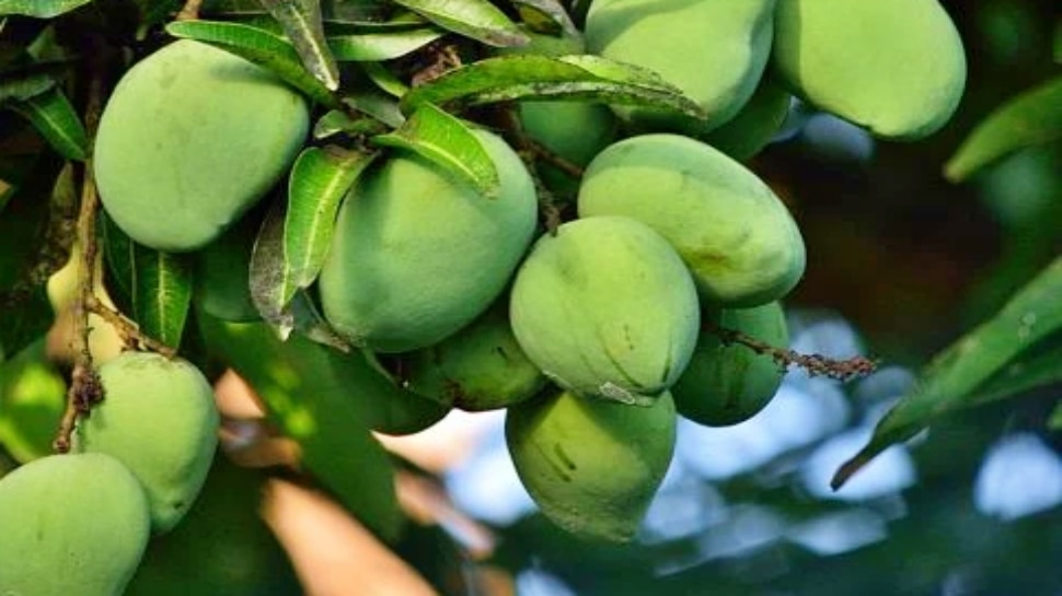 Health benefits of eating raw mangoes in summer ದೇಹಕ್ಕೆ ಈ 6 ಅದ್ಭುತ