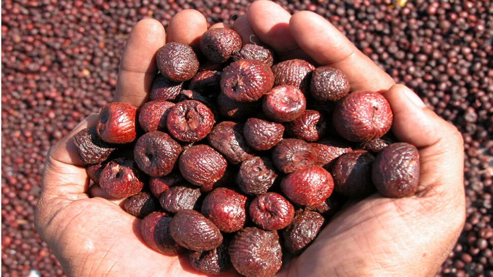 Arecanut Price Today: ಶಿವಮೊಗ್ಗದಲ್ಲಿ 54 ಸಾವಿರ ರೂ. ಗಡಿ ದಾಟಿದ ಅಡಿಕೆ ಧಾರಣೆ 