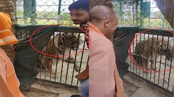Viral Video: ʼಹಲೋ ಹುಲಿʼ ಎಂದ ಸಿಎಂ ಯೋಗಿಗೆ ಗುರ್‌..‌ ಗುರ್... ಎಂದ ವ್ಯಾಘ್ರ!