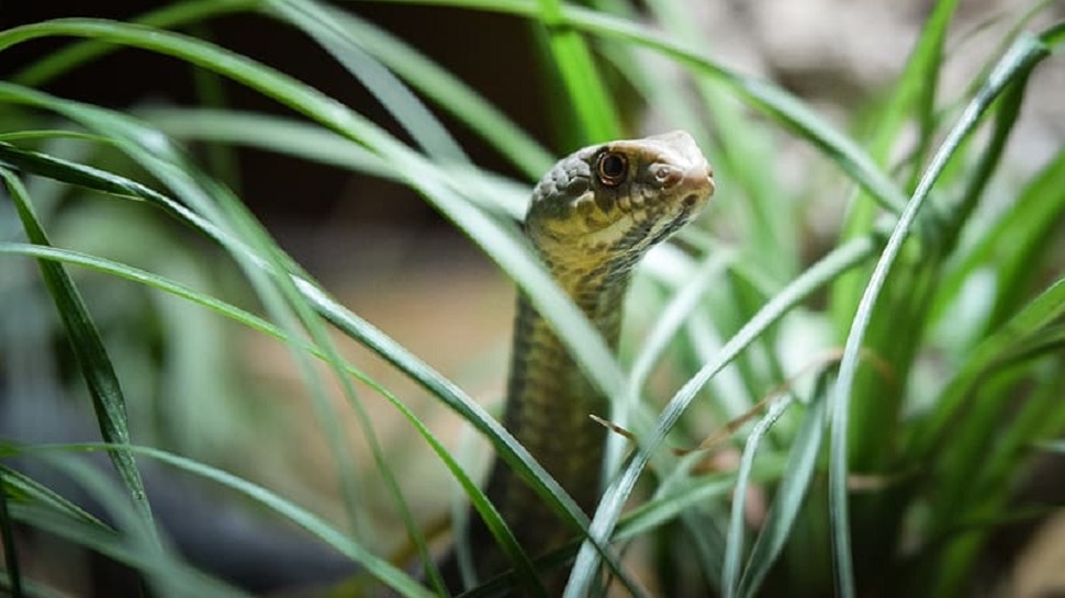 Best Snake Repellent Plants to Garden ಹಾವು ಬಾರದಂತೆ ದೂರವಿಡುವ ಸಸ್ಯ