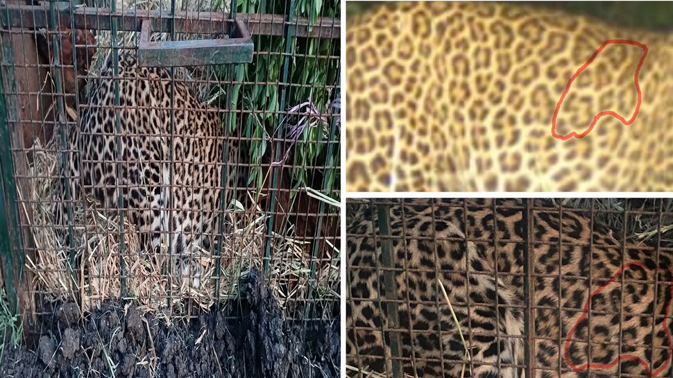 ಆಪರೇಷನ್ ಚೀತಾ ಸಕ್ಸಸ್: ಕೊನೆಗೂ ಬೋನಿಗೆ ಬಿತ್ತು ರೇಡಿಯೋ ಕಾಲರ್ ಚಿರತೆ! 