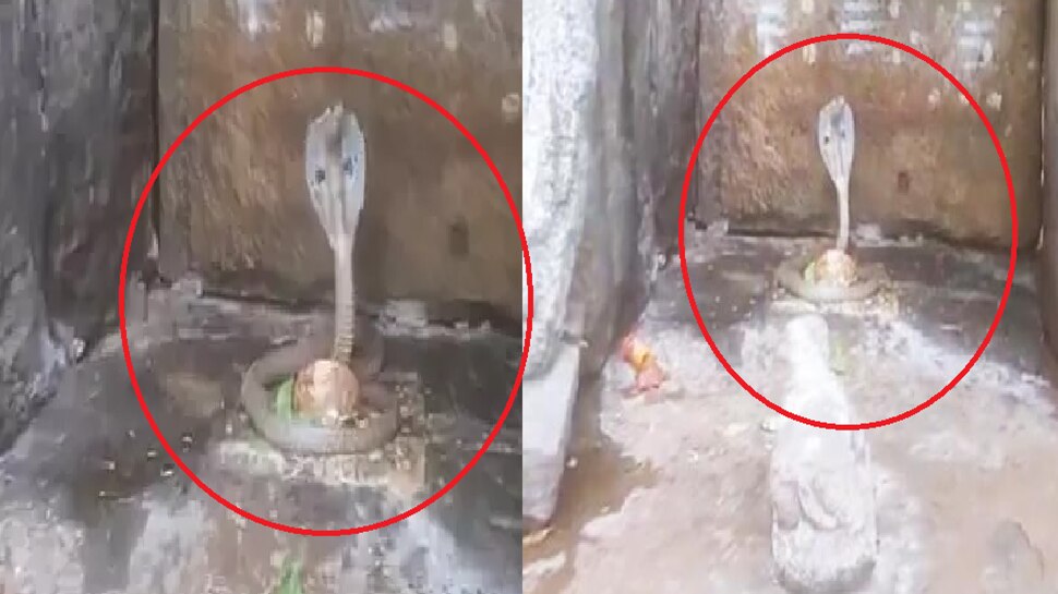 Viral Video: ಶಿವಲಿಂಗಕ್ಕೆ ಸುತ್ತಿಕೊಂಡ ನಾಗರಹಾವು; ಇದು ಪವಾಡ ಎಂದ ಭಕ್ತರು!