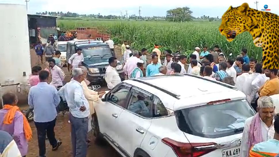 ಜಮೀನಿನಲ್ಲಿ ಅವಿತು ಕುಳಿತ ಚಿರತೆ ಹಿಡಿಯಲು ನುರಿತ 50 ಜನರನ್ನು ಕರೆತಂದ ಅರಣ್ಯ ಇಲಾಖೆ! 