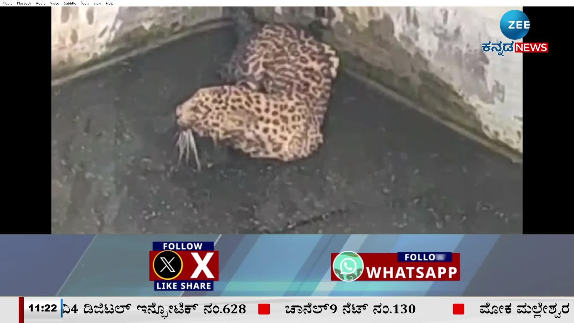 A leopard fell into a water tank