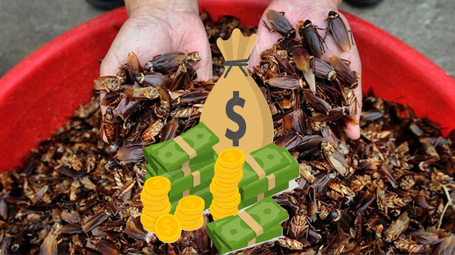 Cockroaches: ಈ ದೇಶದಲ್ಲಿ ಜಿರಳೆಗೆ ಚಿನ್ನದ ಬೆಲೆ; 1KGಗೆ ರೇಟ್ ಎಷ್ಟು ಗೊತ್ತಾ?  