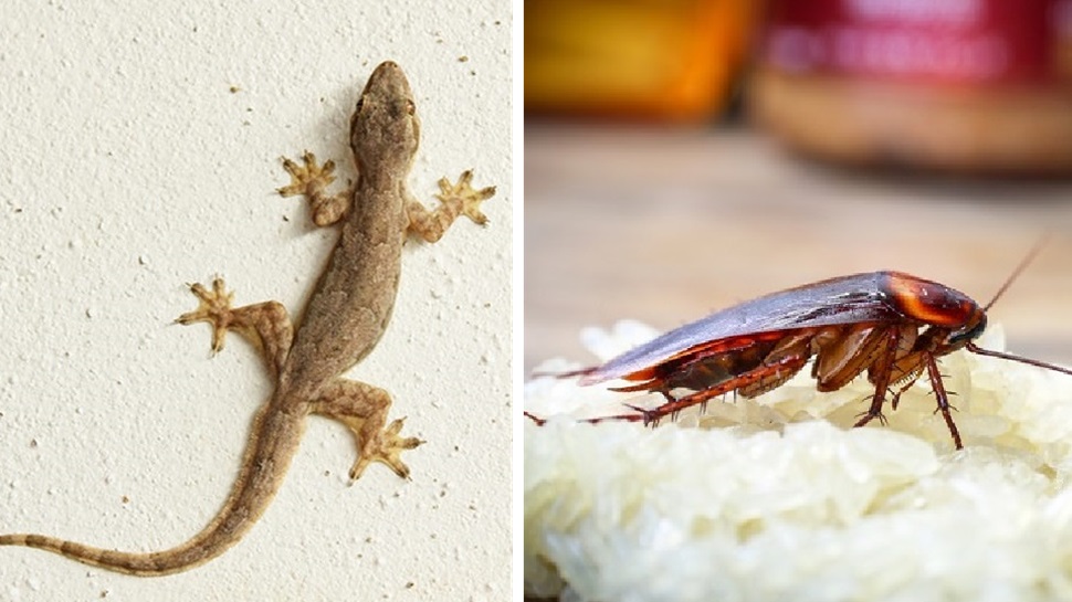 ಮನೆಯ ಚಾವಡಿಯಲ್ಲಿ ಈ ಹಣ್ಣಿನ ಸಿಪ್ಪೆ ಇಡಿ: ಜಿರಳೆ, ಹಲ್ಲಿ, ನೊಣ ಇರುವೆ ಇದ್ಯಾವುದೂ ಬರಲ್ಲ! ಮನೆಯ ಚಾವಡಿಯಲ್ಲಿ ಈ ಹಣ್ಣಿನ ಸಿಪ್ಪೆ ಇಡಿ: ಜಿರಳೆ, ಹಲ್ಲಿ, ನೊಣ ಇರುವೆ ಇದ್ಯಾವುದೂ ಬರಲ್ಲ!