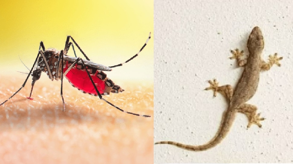 Vaal Mutta Insect Keep mint leaves at the door: mosquitoes and insects will permanently ...