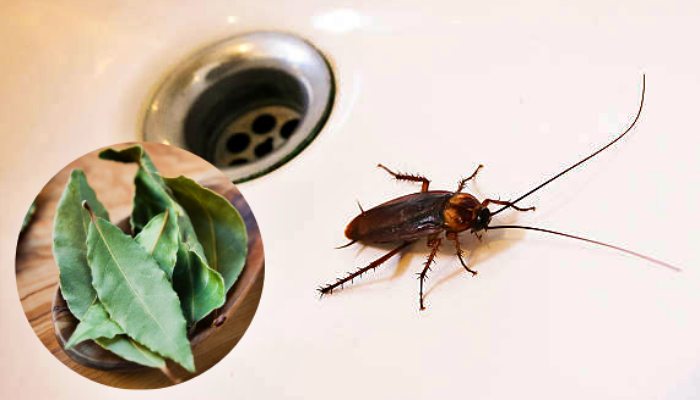 Strong Mars Cockroach cockroach killer leaves: Keep Bay Leaf Near Sink in Kitchen before ...