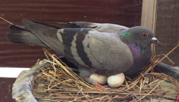 Pigeon nest in house spiritual meaning | ಪಾರಿವಾಳ ಮನೆಯಲ್ಲಿ ಗೂಡು ...