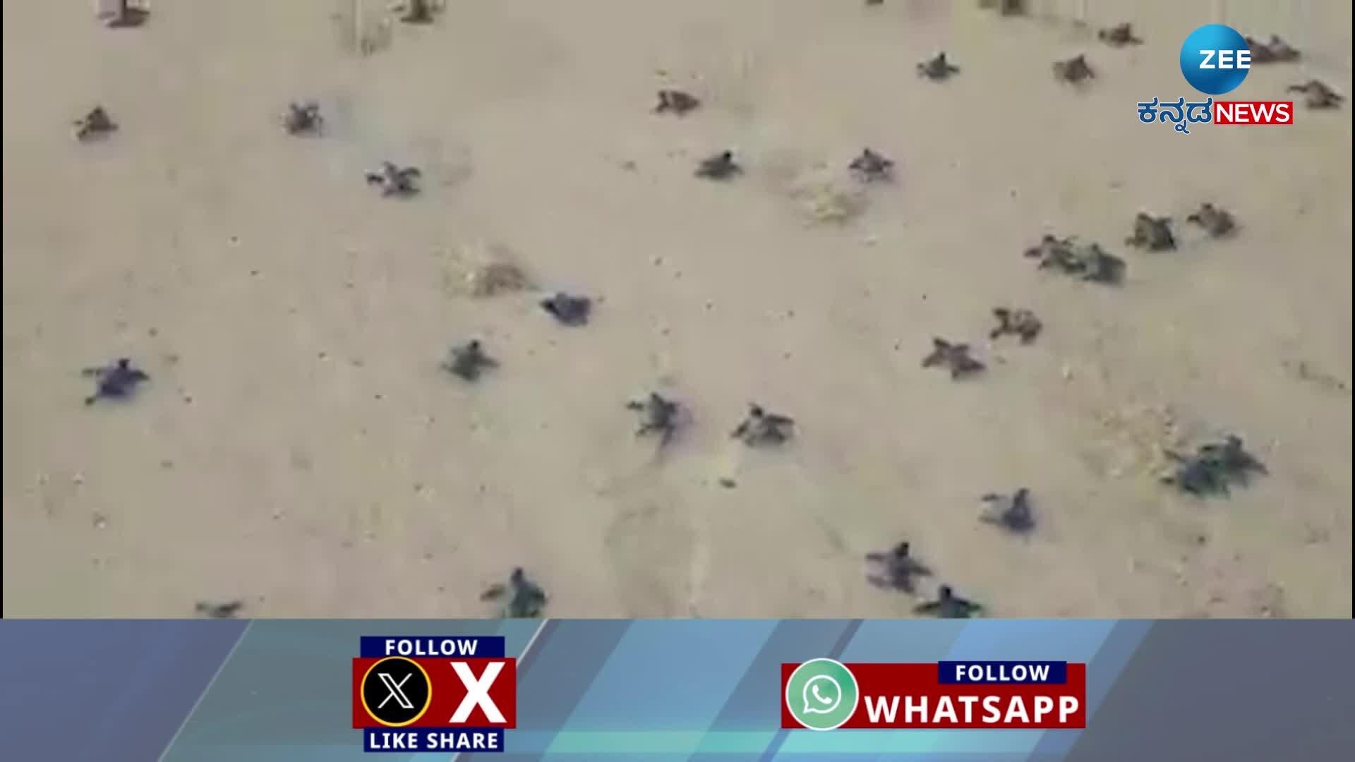  thousands of turtle viral video 