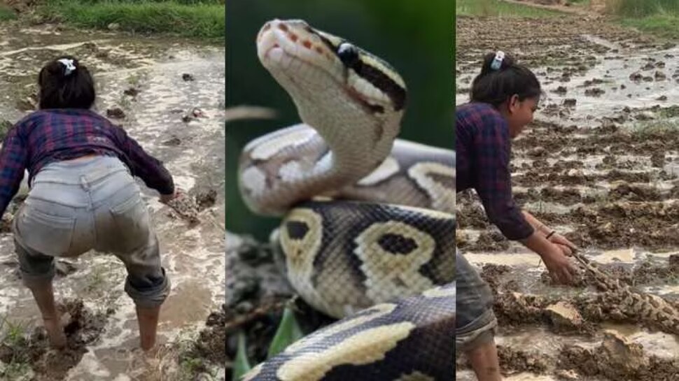 Shocking video of giant python attacked on woman goes viral ...