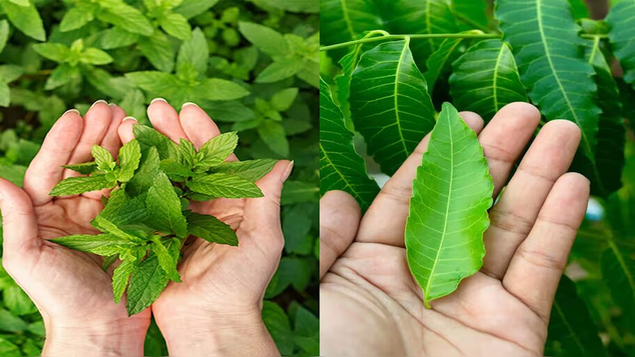 Health Tips: Benefits of eating neem and basil leaves | Health Tips ...