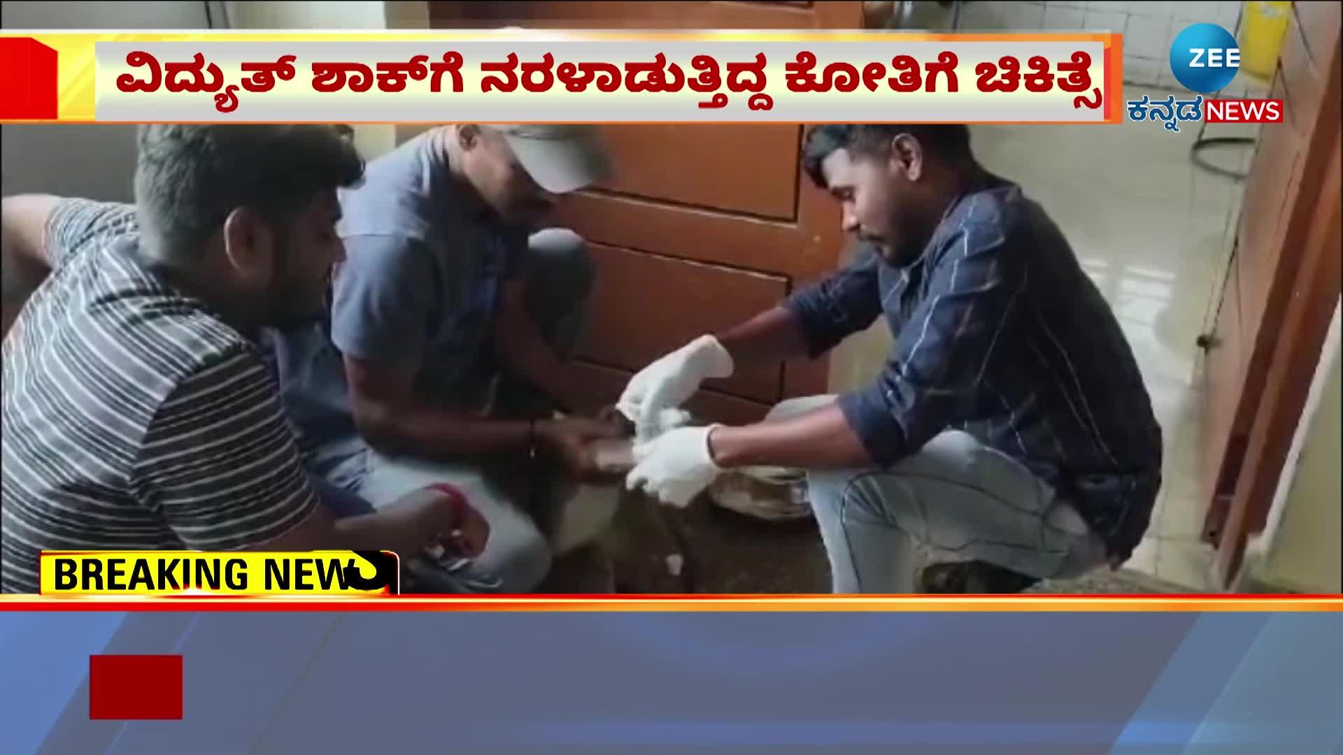 Treatment for the monkey suffering from electric shock in Madappa hill!