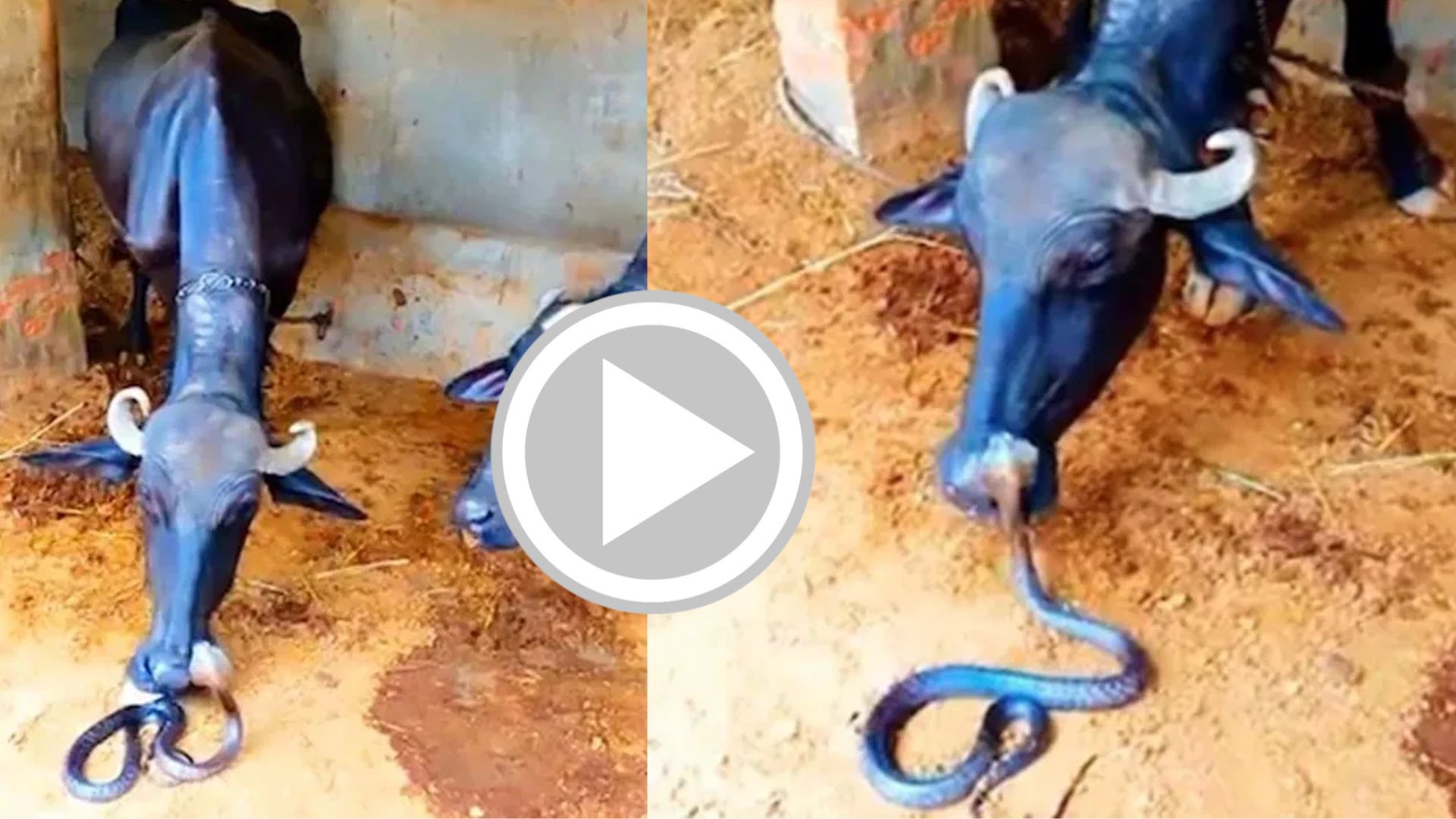 Big snake attack buffalo See What Happens Next Watch Shocking Video ...
