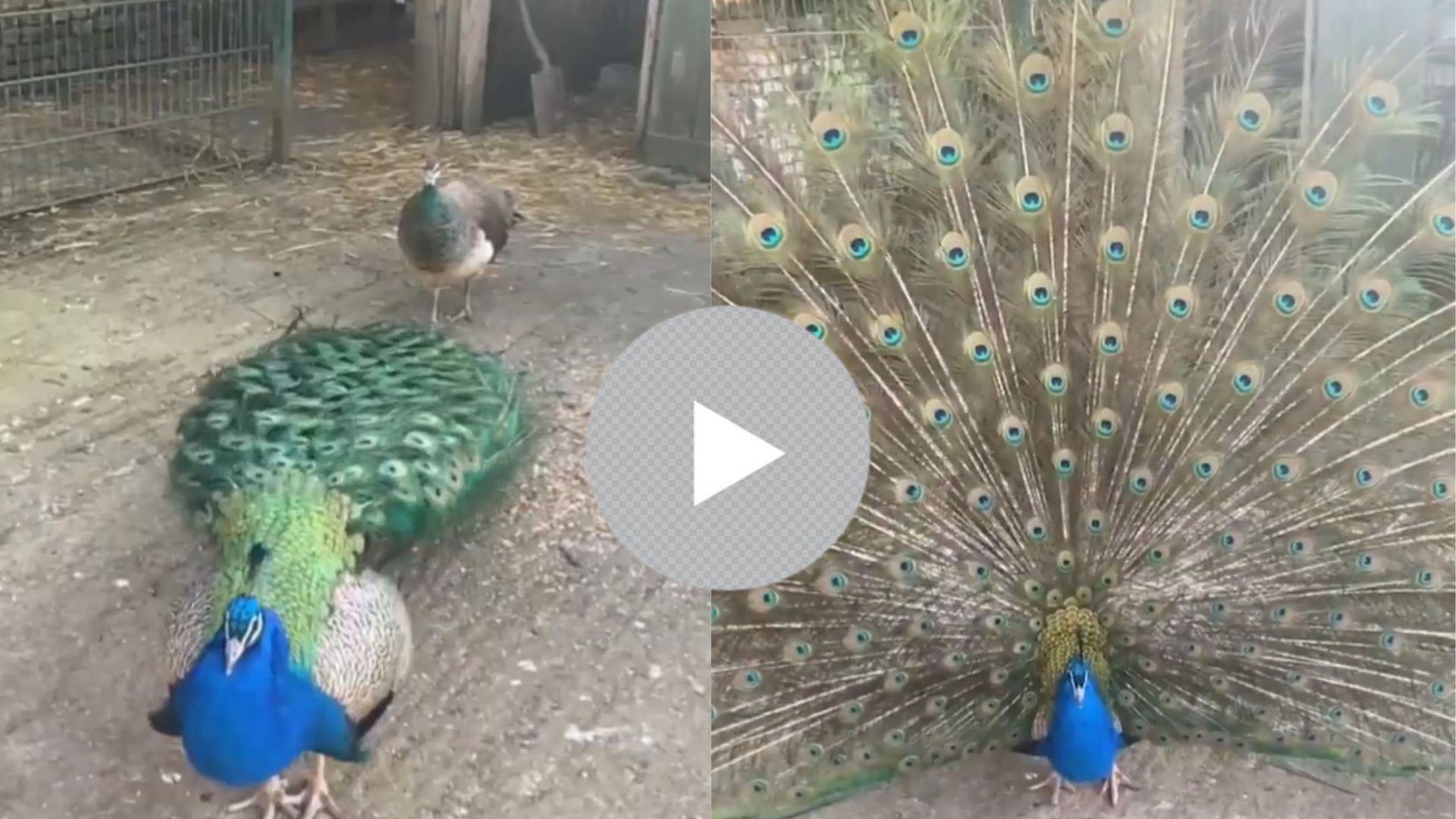 viral video this peacock isnt shy about flaunting its plumage