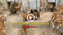 Tigers Attack On Lion: ಒಂಟಿ ಸಿಂಹದ ಮೇಲೆ ಐದು ಹುಲಿಗಳಿಂದ ದಾಳಿ, ಮುಂದೇನಾಯ್ತು... ವಾಚ್ ವೈರಲ್ ವಿಡಿಯೋ 