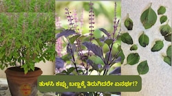 ತುಳಸಿ ಗಿಡ ಕಪ್ಪು ಬಣ್ಣಕ್ಕೆ ತಿರುಗಿದರೆ ಏನರ್ಥ! ಇದು ಶುಭವೋ.. ಅಶುಭವೋ? ಇದಕ್ಕೆ ಪರಿಹಾರವೇನು? 